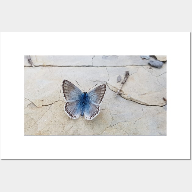 Blue butterfly Wall Art by GribouilleTherapie